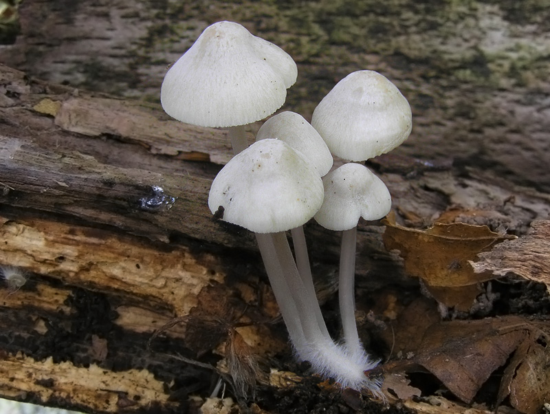 Mycena arcangeliana